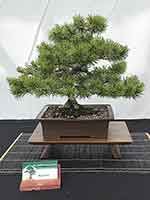  Mugo Pine
